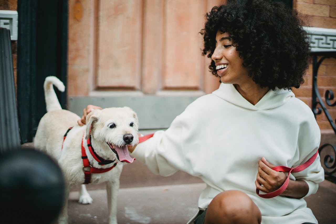 Pet Beds & Collars