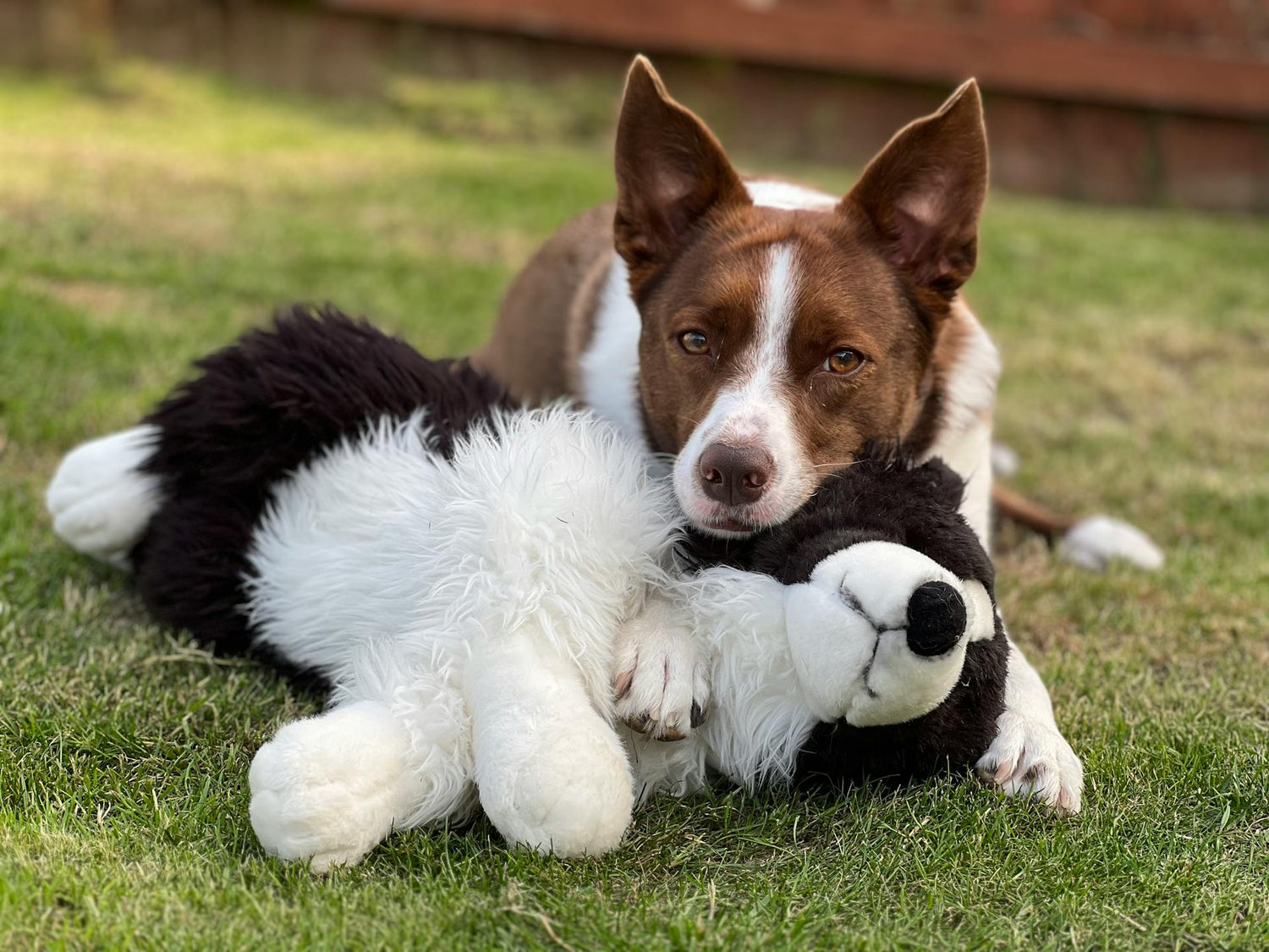 Pet Toys & Apparel
