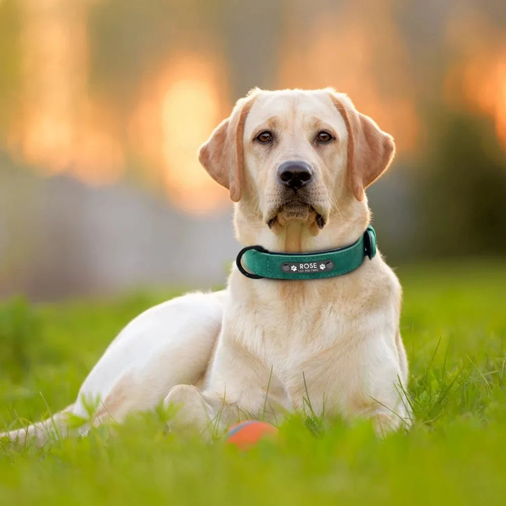Personalized Name ID Leather Dog Collar With Custom Text